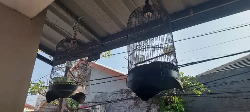 kandang burung love bird perkutut kicau mania