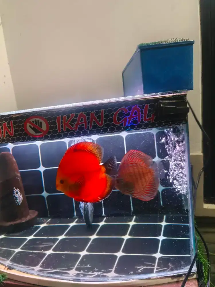 Ikan discus sepasang