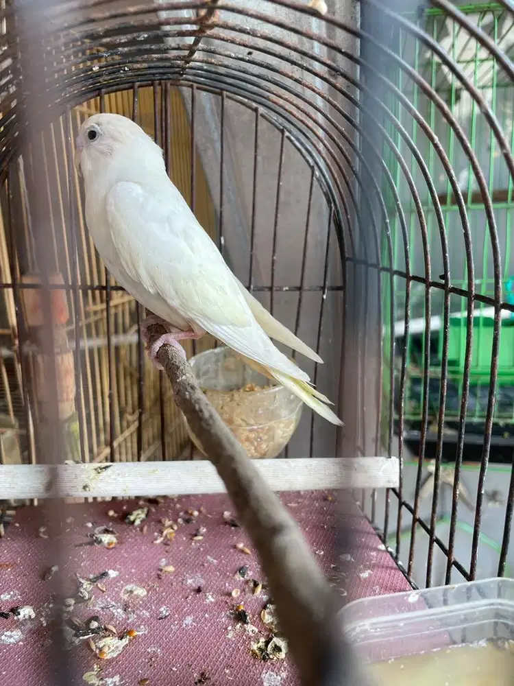 Burung parkit semi jinak nett
