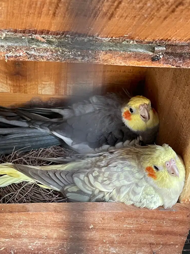 Burung parkit australia falk sepasang