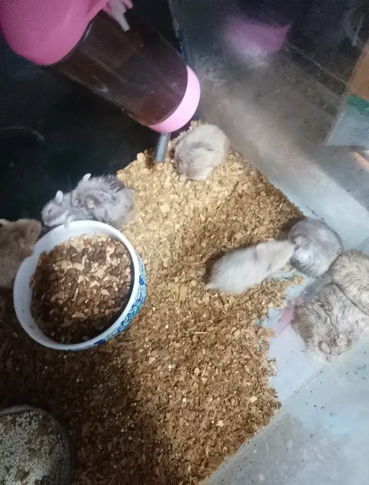 Hamster Mini Winter