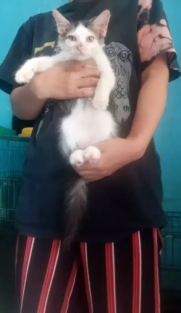 Kucing kitten Persia mix