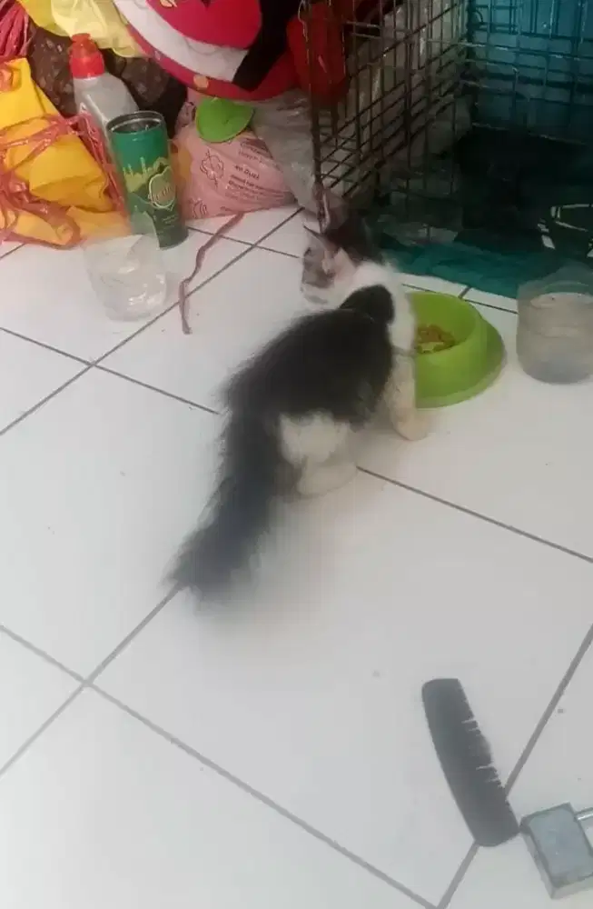 Kucing kitten Persia mix