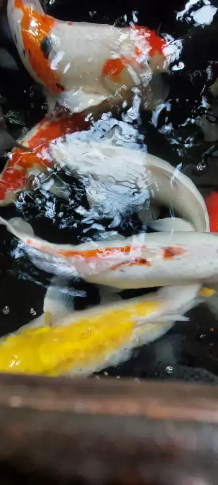 Jual Ikan Koi Blitar 30 cm up