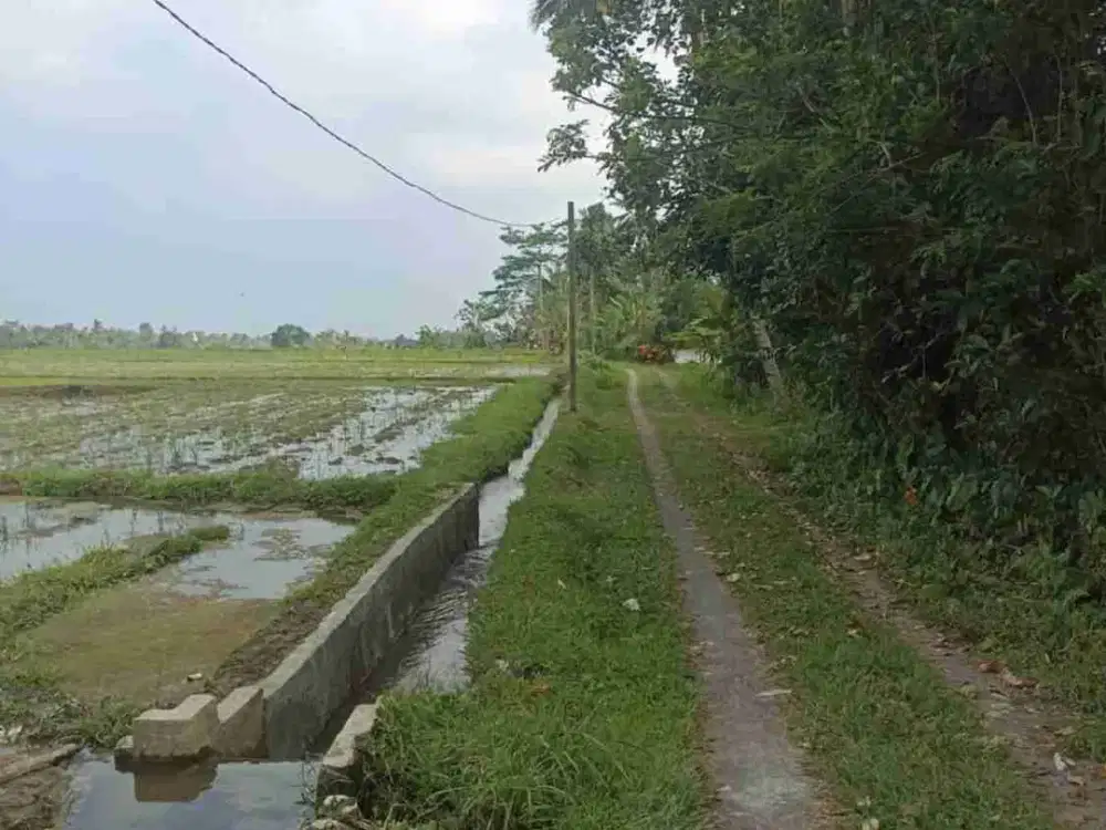 Tanah Sawah Harga Murah di Penebel Tabanan Bali