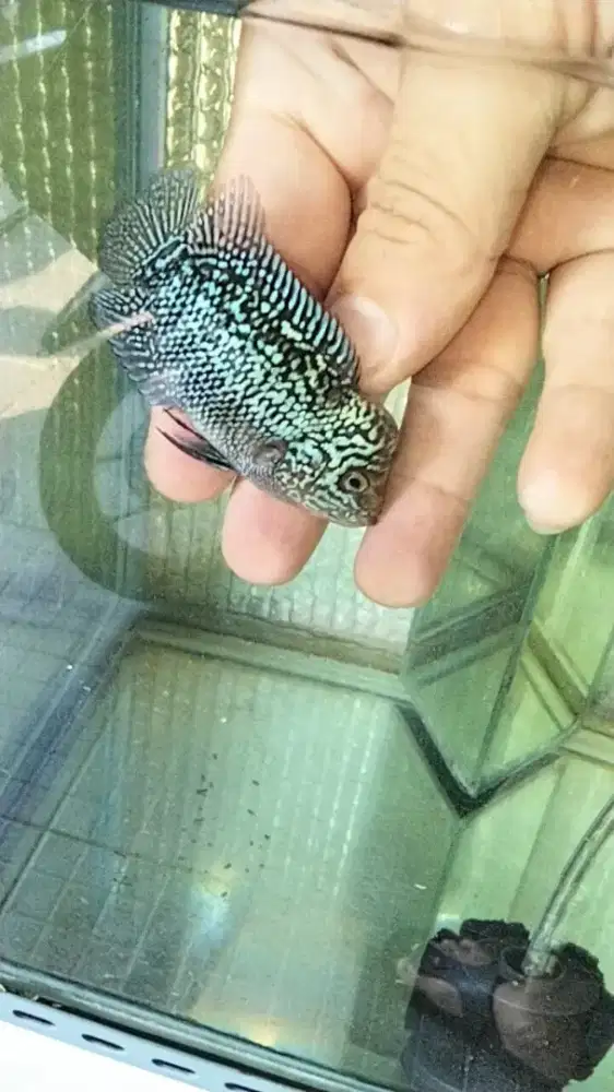 Louhan kamfa jenong