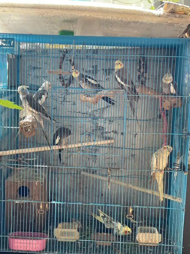 Burung falk parkit australia