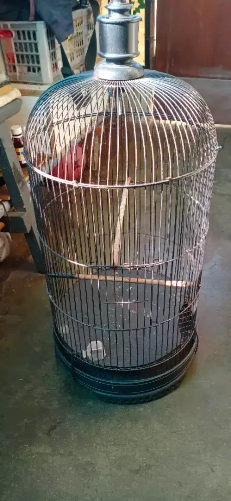 Kandang Lovebird