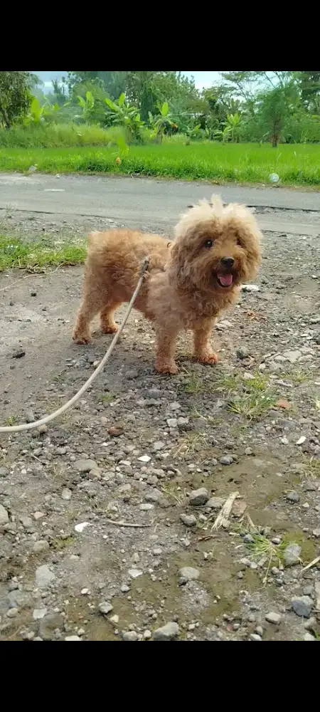 Sepasang toy poodle