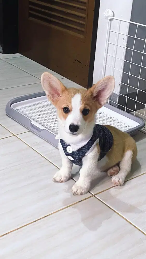 Open Adopt Baby Corgi