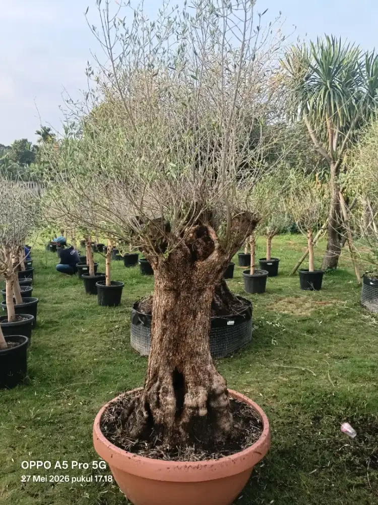 Jual pohon zaitun olive