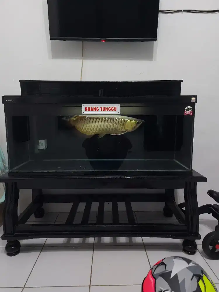 Dijual Arwana Golden Red