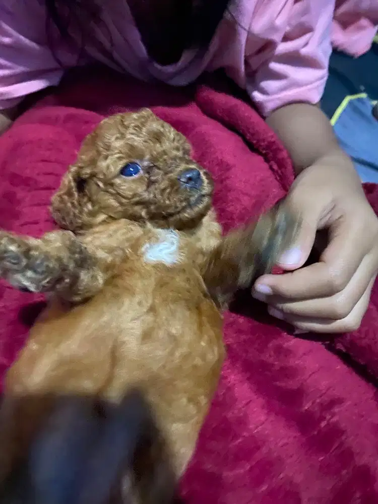 Toy poodle warna merah