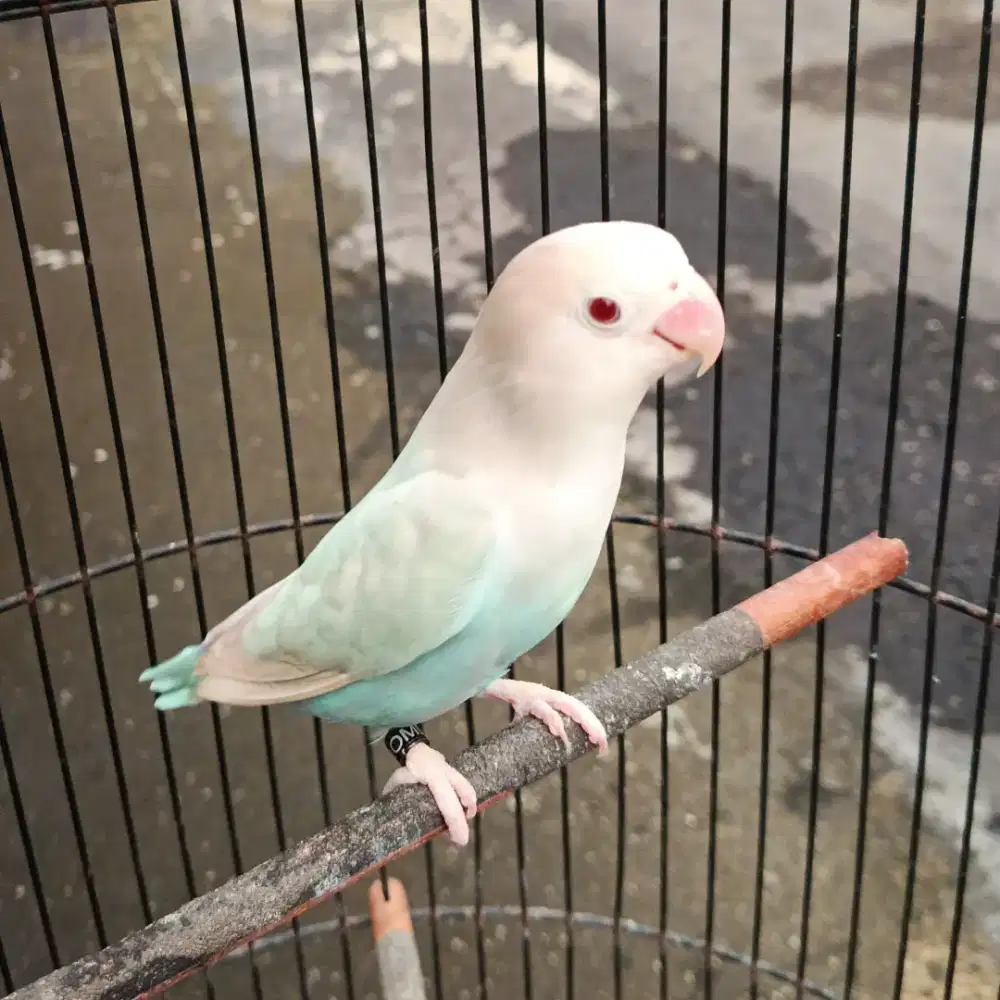 burung love bird lakbet lovebird blue pf mata merah betina