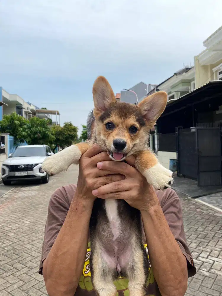 Dijual anak anjing puppy Corgi Betina Female tri color vaksin stambum