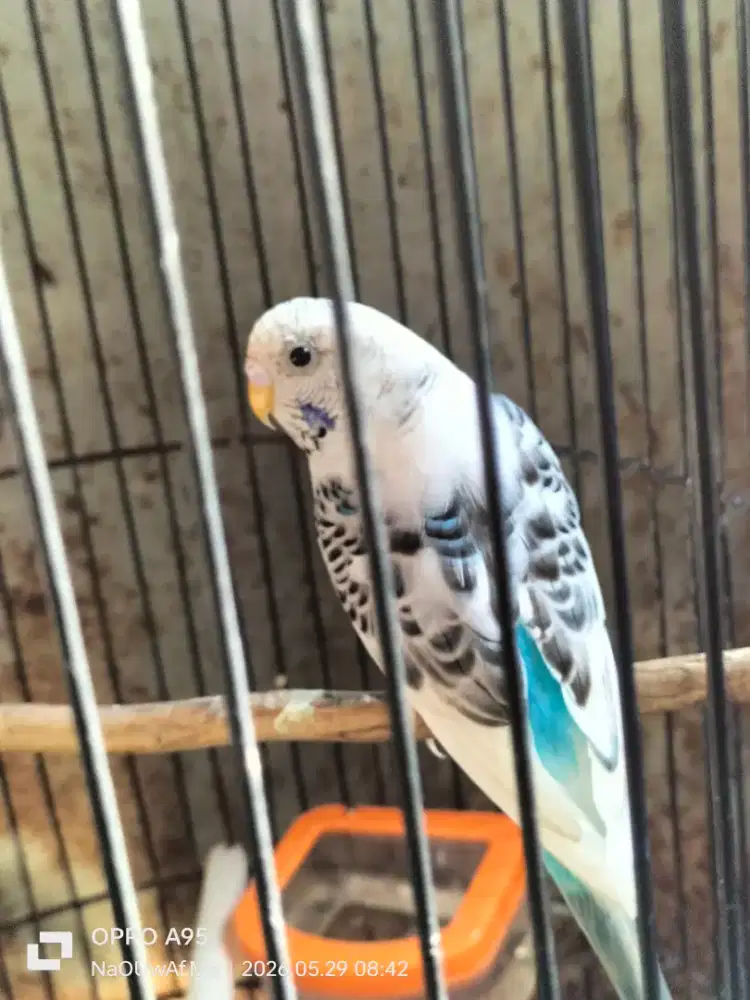 Jual/barter burung lain