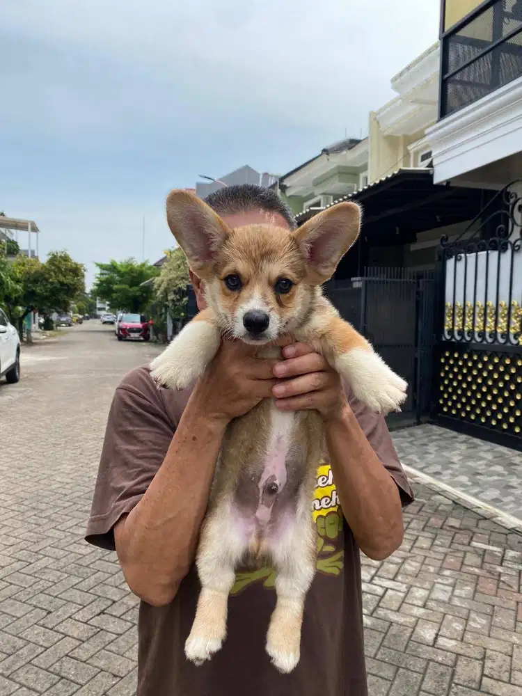Dijual Anak Puppy Corgi Jantan Male Sable White Stambum