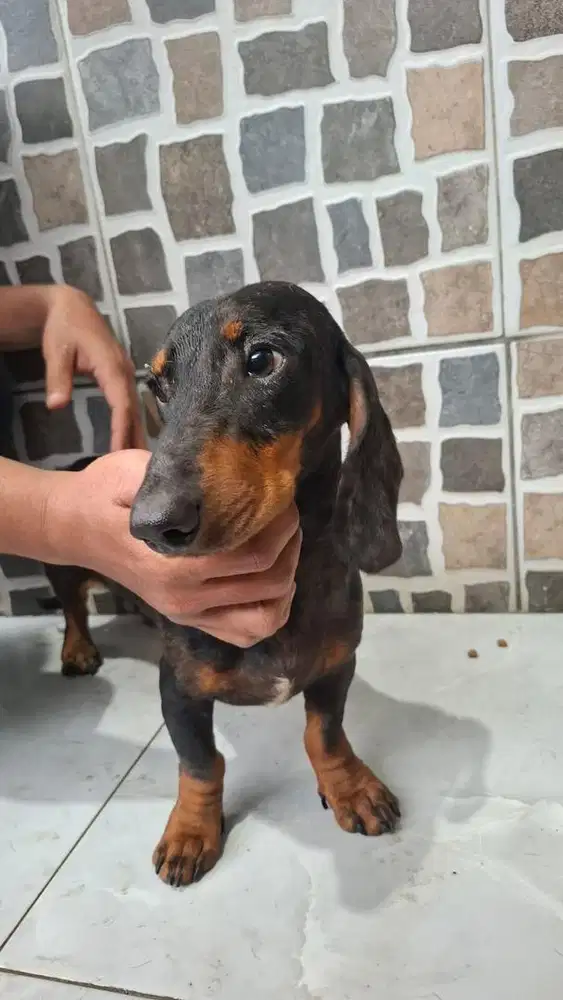 Tekel / dachshund