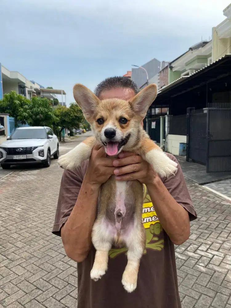 Dijual Anak Puppy Corgi Jantan Male Sable White Stambum