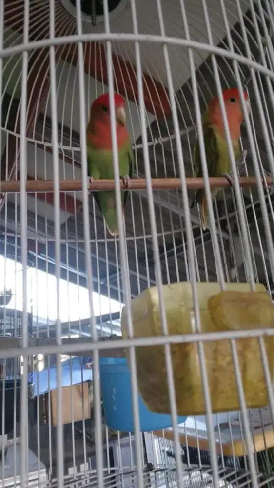 Sepasang lovebird nonklep