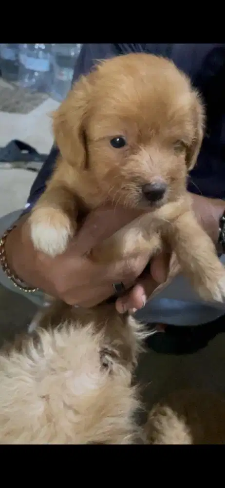 Anak anjing lucu maltipo poodle