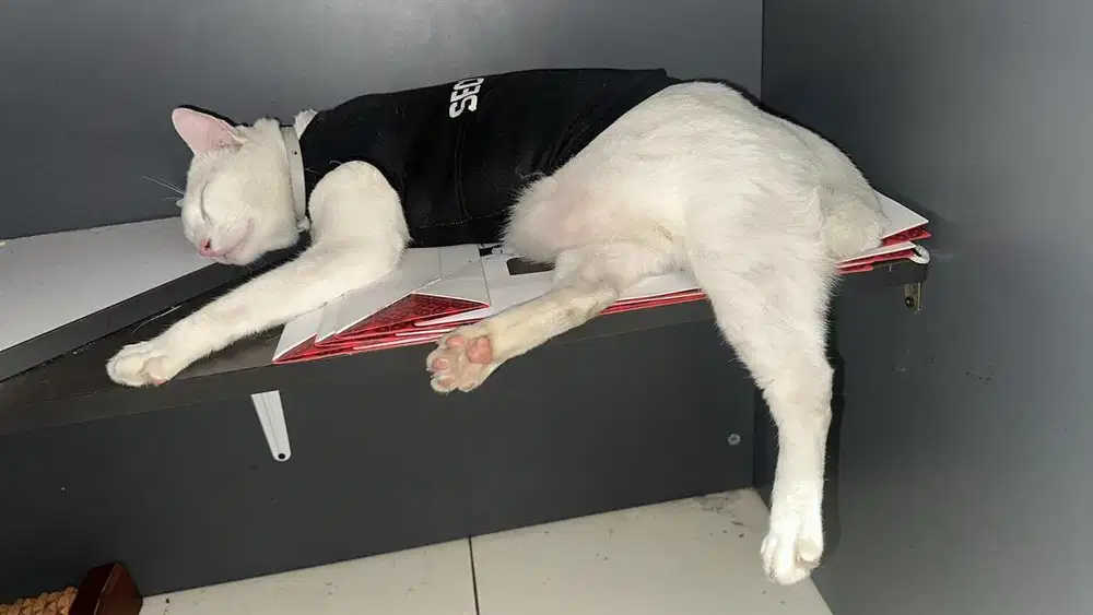 Jual kucing jantan white solid odd eyes