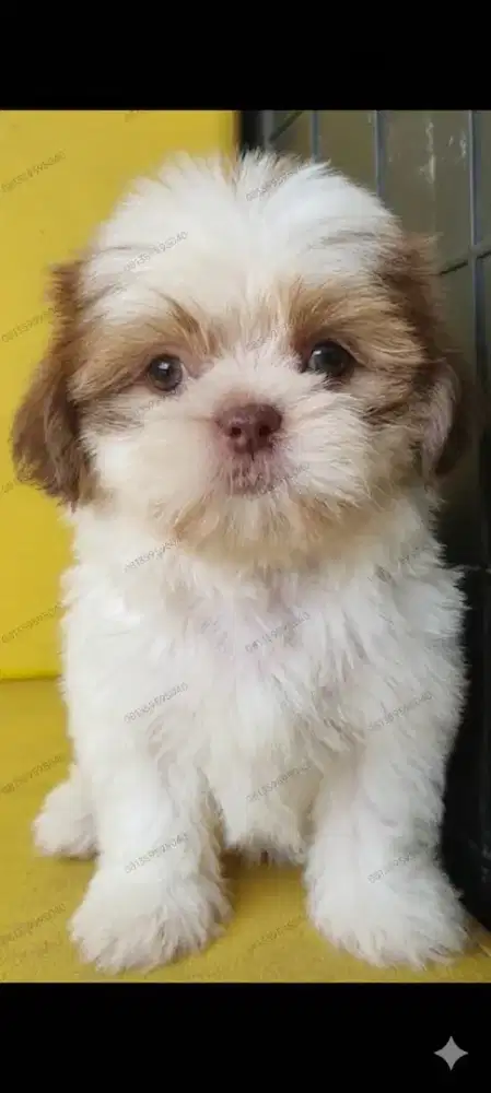 SHIHTZU FEMALE Super mini