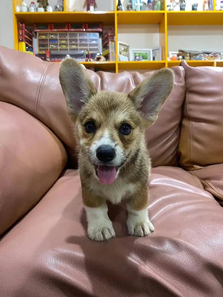Dijual Anak Puppy Corgi Jantan Male Sable White Stambum