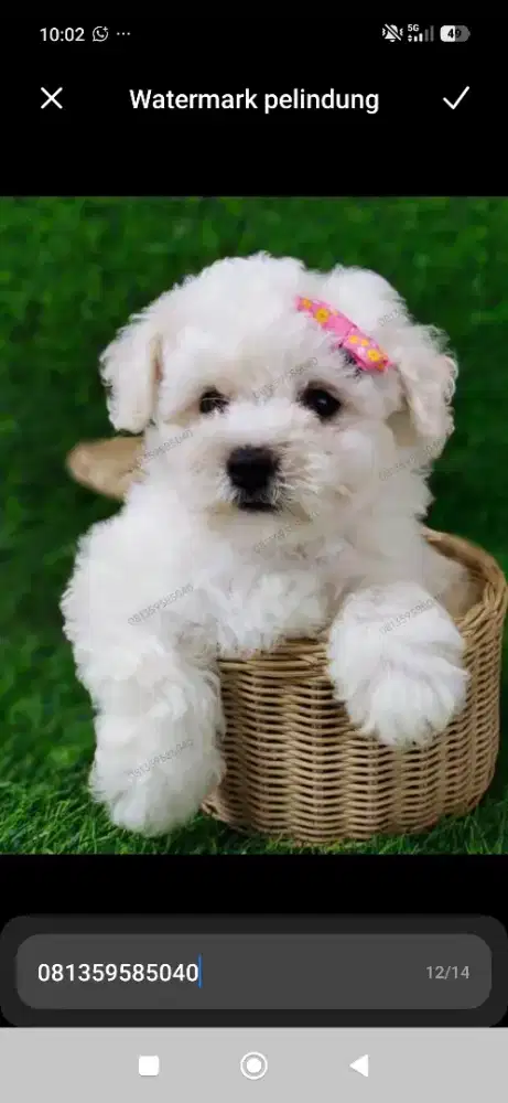 Bichon Female super mini