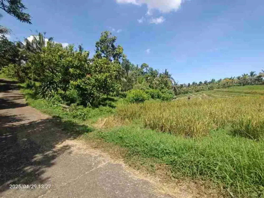 Kebun Durian View Sawah Zona Kuning 15 Menit Dari Pantai Di Bali