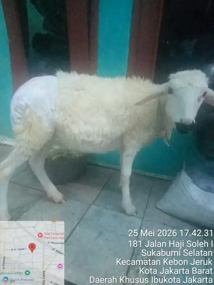 Jual anak domba