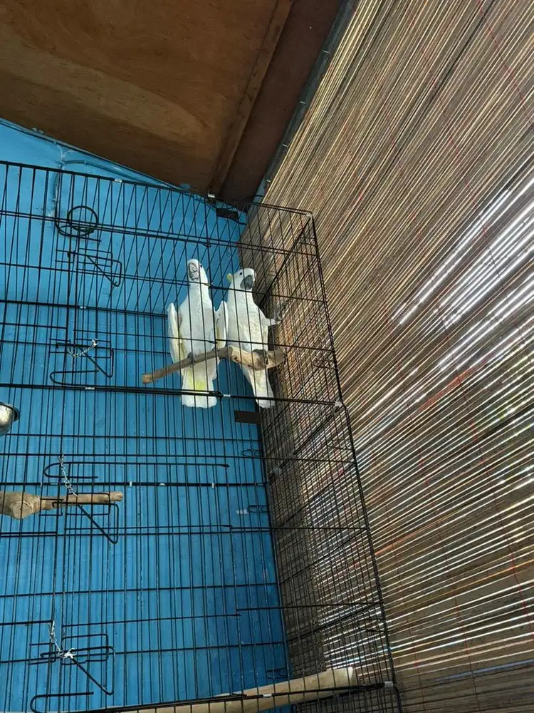 Kakatua triton sepasang big body