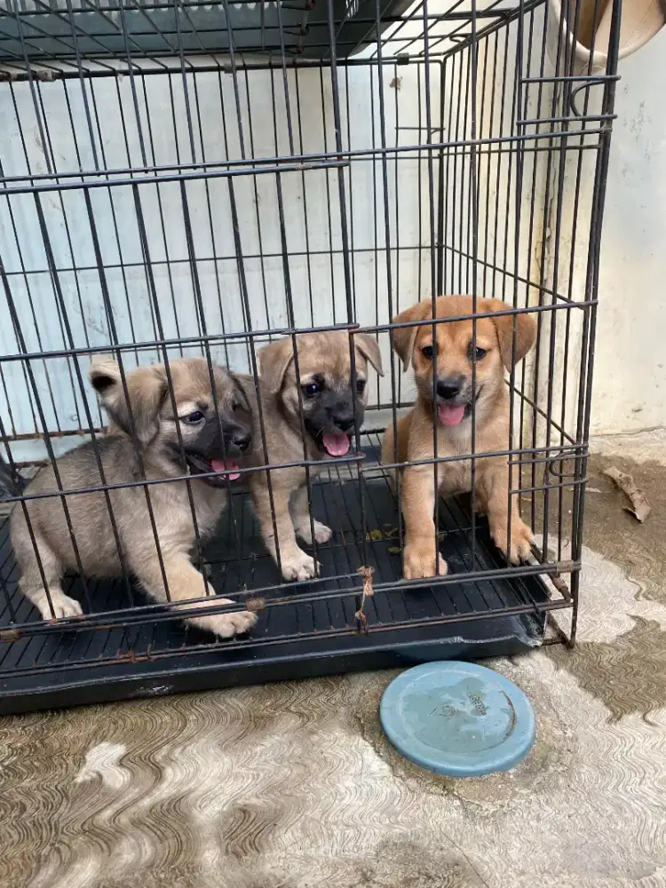 puppies mix breed