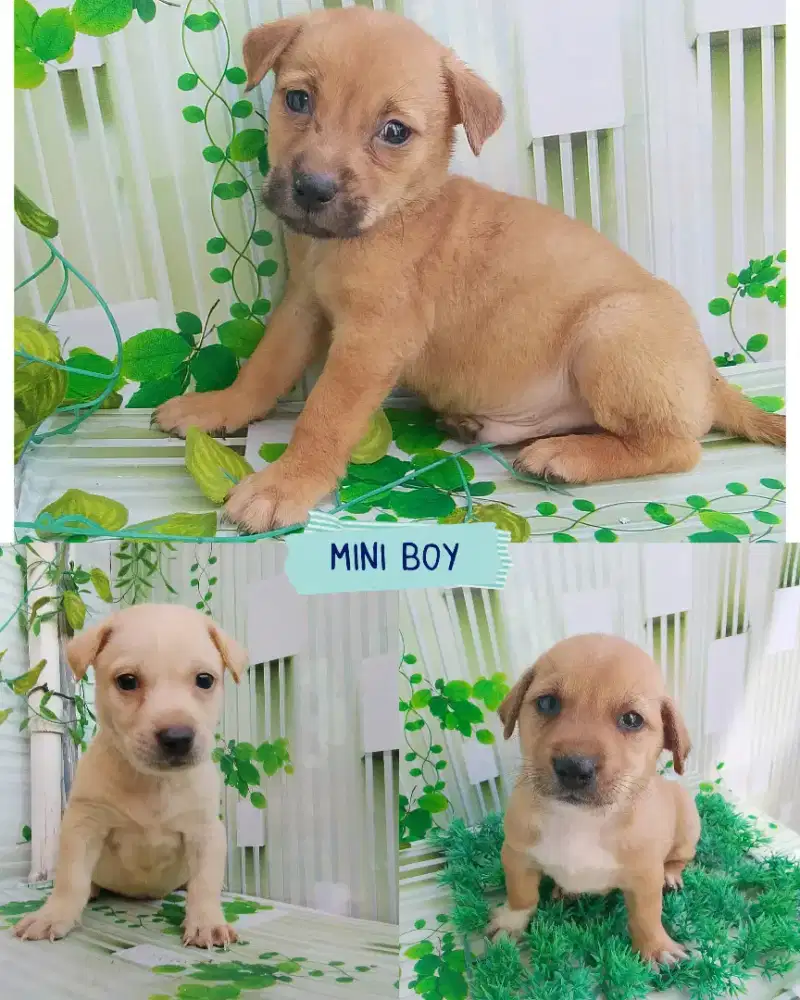 Puppy ketiganya jantan