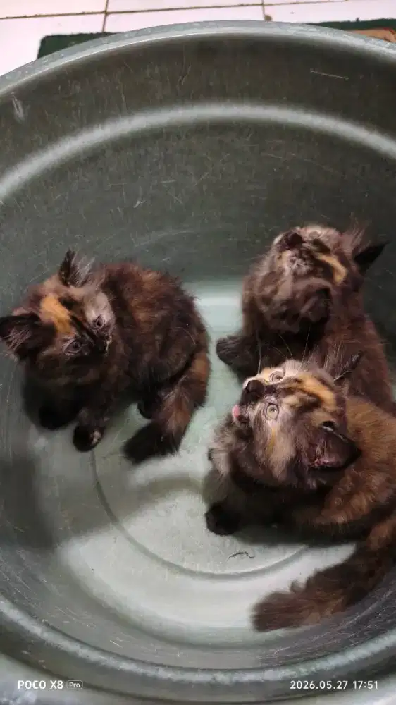 Lepas adopt Persia Medium umur 3 bulan++
