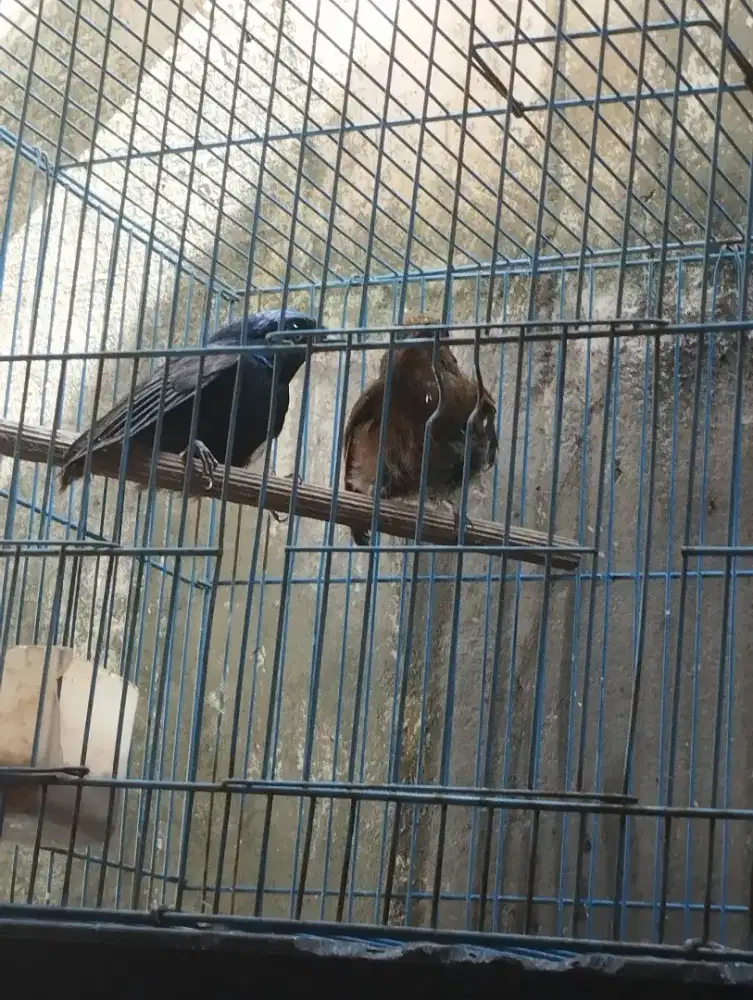 Jual burung niltava sepasang