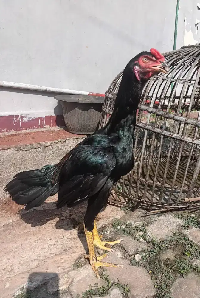 Ayam Bangkok Muda