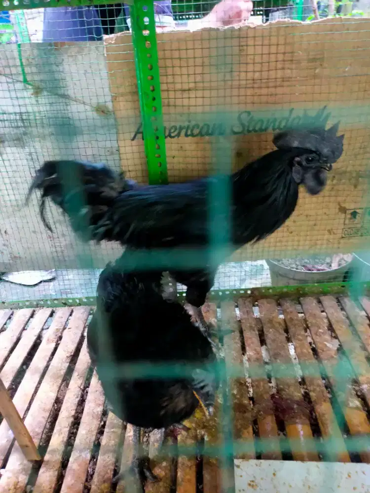 Dijual ayam cemani