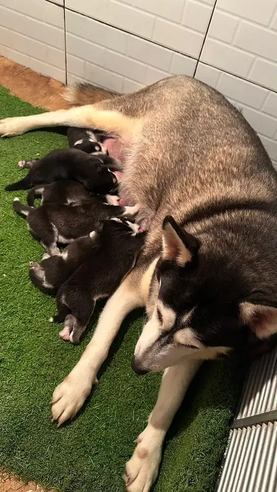 husky alaskan breed