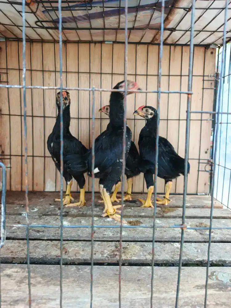 Anakan Ko shamo usia 2 bulan