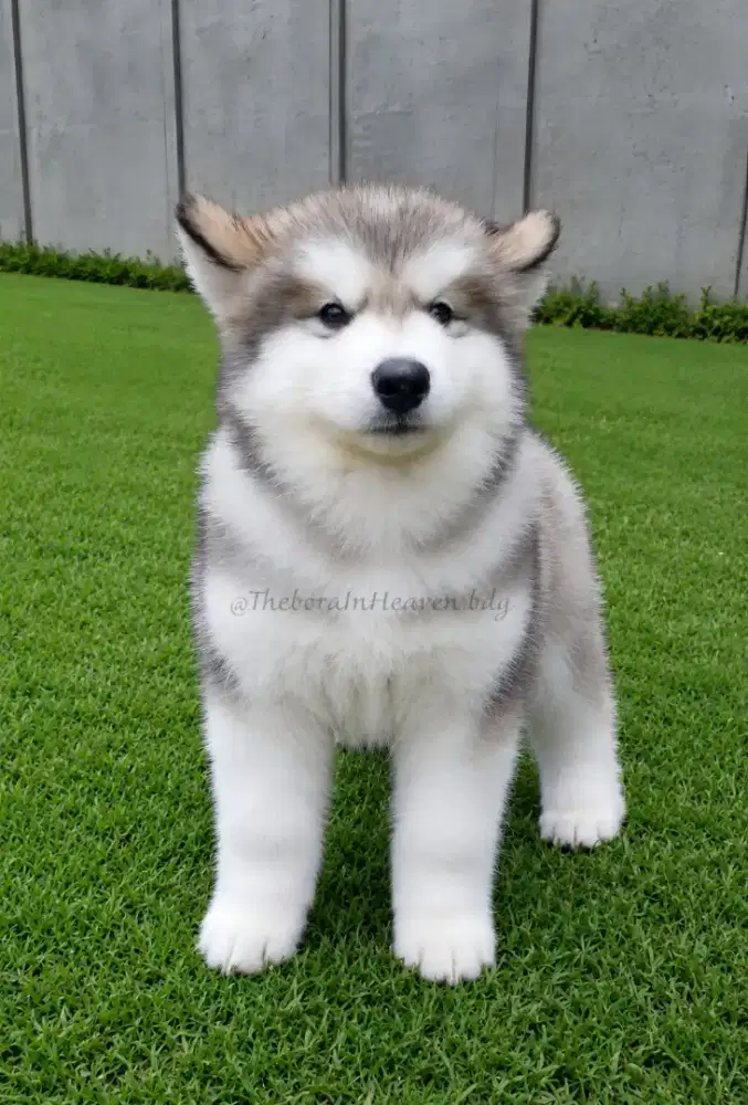 Giant Alaskan Malamute
