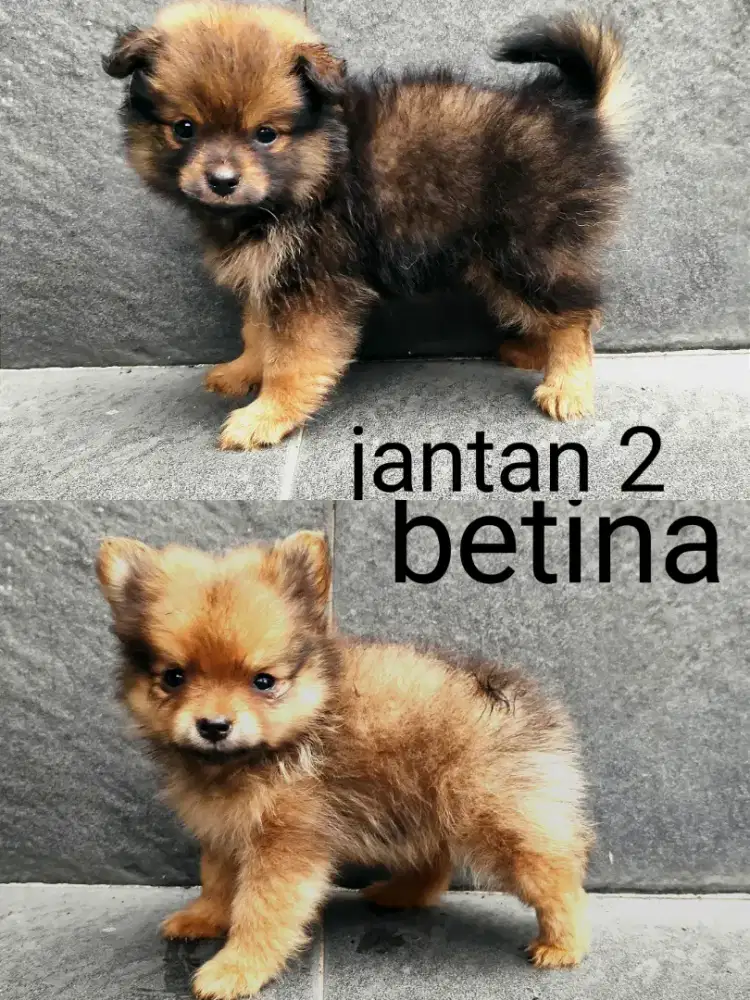 anakan minipom murni umur 3bln