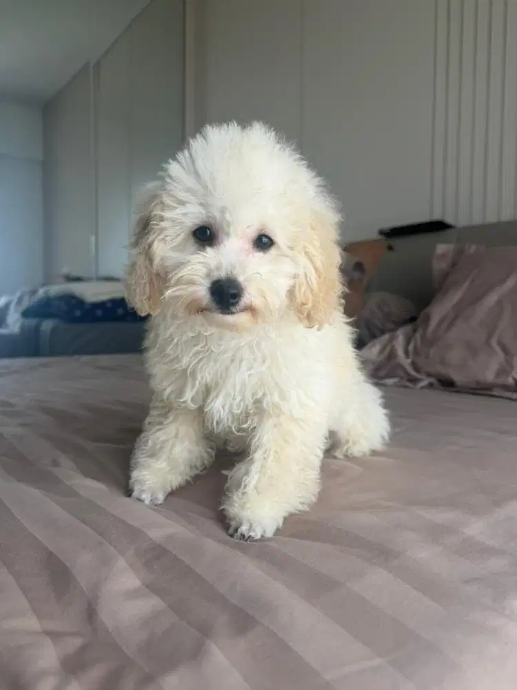 toy poodle jantan dan betina sudah stambum dan vaksin