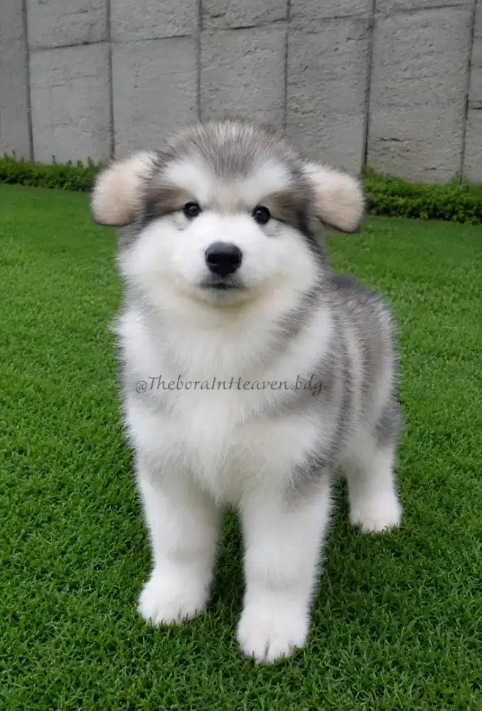 Giant Alaskan Malamute Longhair
