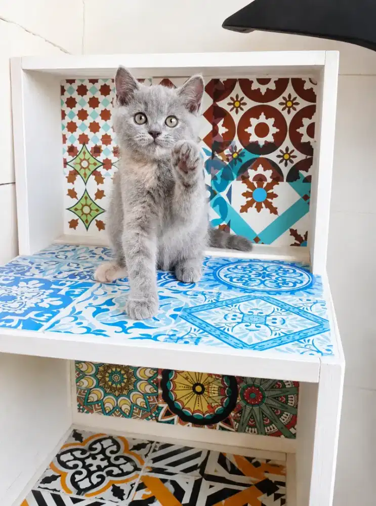 Bsh blue tortie betina