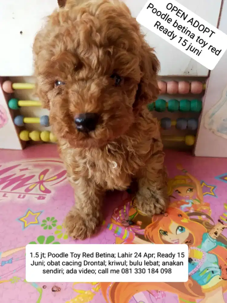 Poodle Toy Red Betina ready 15 Juni