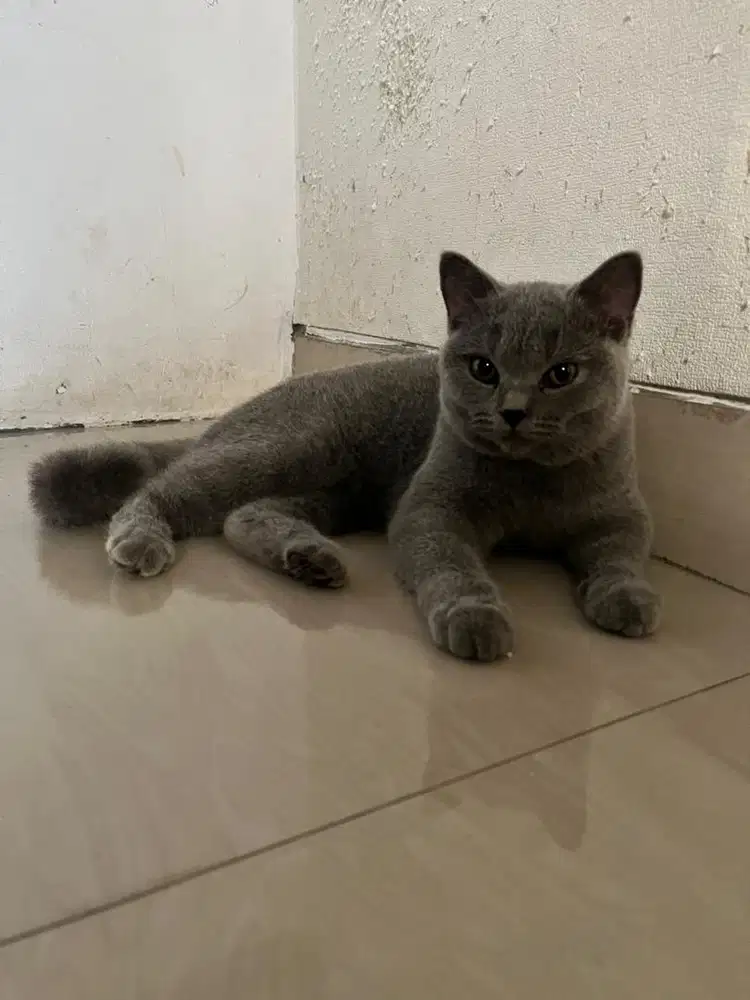BSH British Short Hair