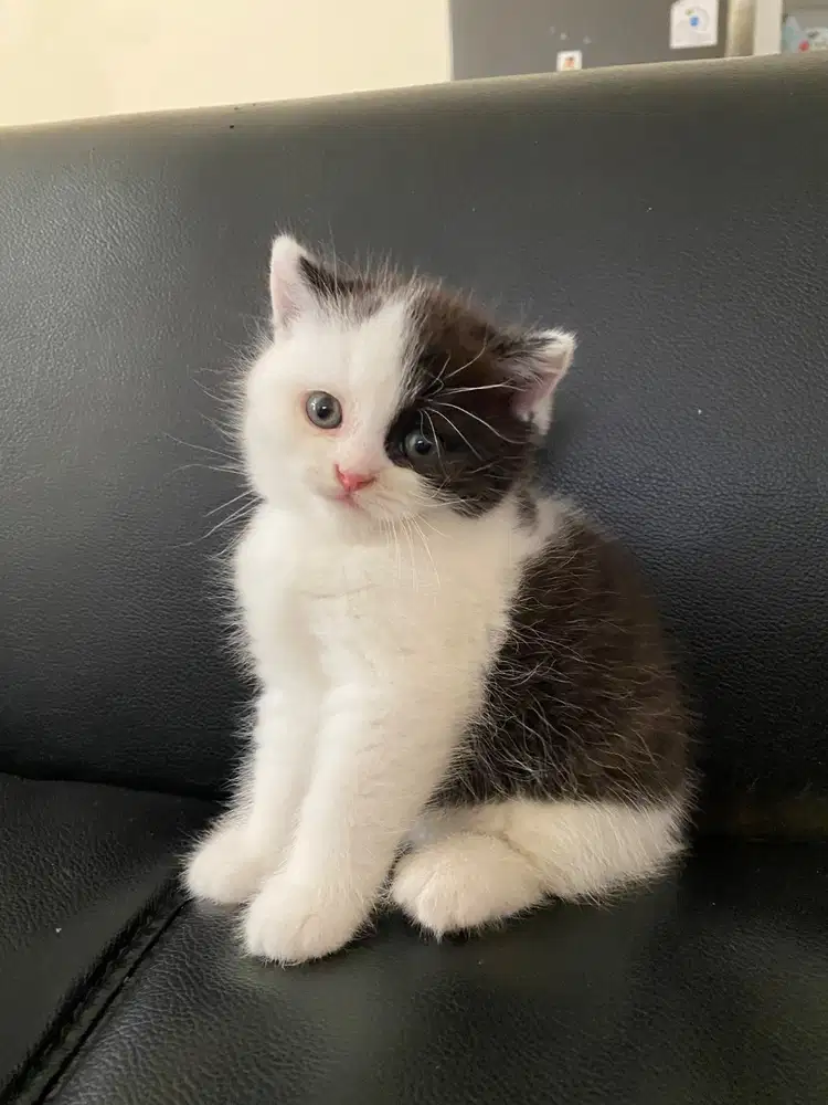Kucing bsh short hair mix scottish