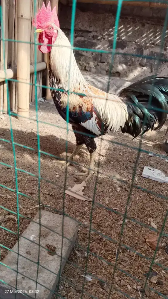Ayam kampung jantan
