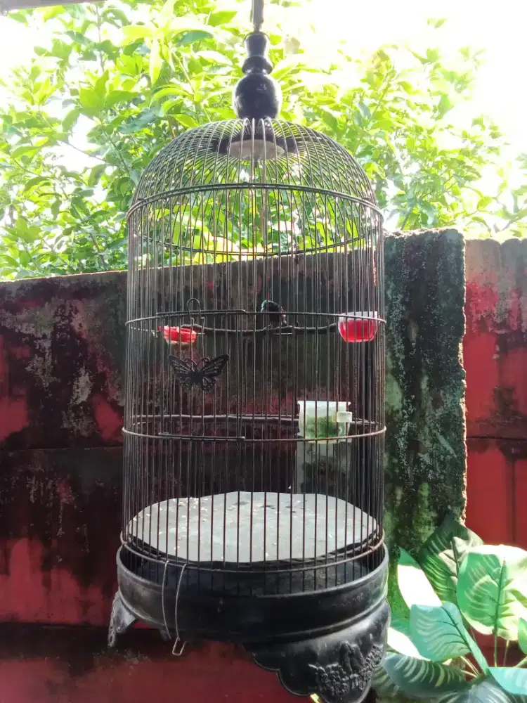 Jual burung konin